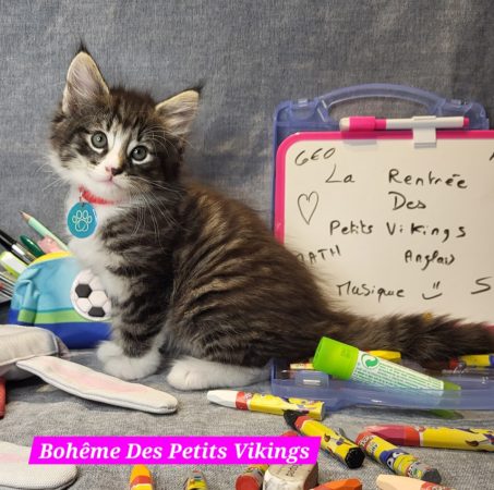 Image de la portée de chaton de l'élévage Des Petits Vikings
