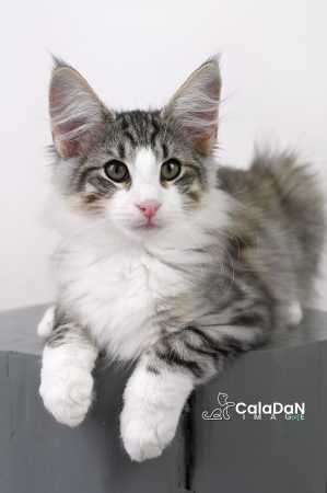 Image de la portée de chaton de l'élévage CALADAN