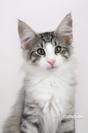 Image de la portée de chaton de l'élévage CALADAN