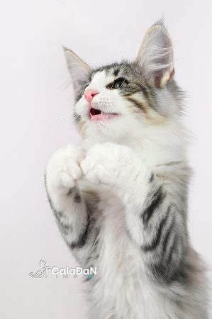 Image de la portée de chaton de l'élévage CALADAN