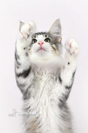 Image de la portée de chaton de l'élévage CALADAN