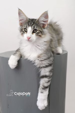Image de la portée de chaton de l'élévage CALADAN