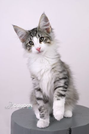 Image de la portée de chaton de l'élévage CALADAN
