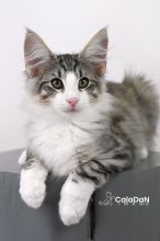 Chatons de race Chat des forêts norvégiennes à vendre chez l'éleveur CALADAN