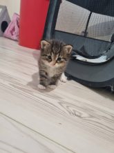 Chatons de race Chat des forêts norvégiennes à vendre chez l'éleveur ELEVAGE DES FELINS D&rsquo;ODIN