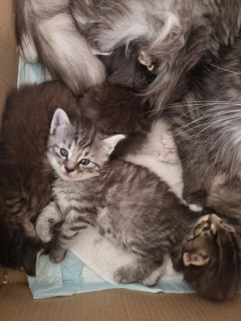 Image de la portée de chaton de l'élévage ELEVAGE DES FELINS D&rsquo;ODIN