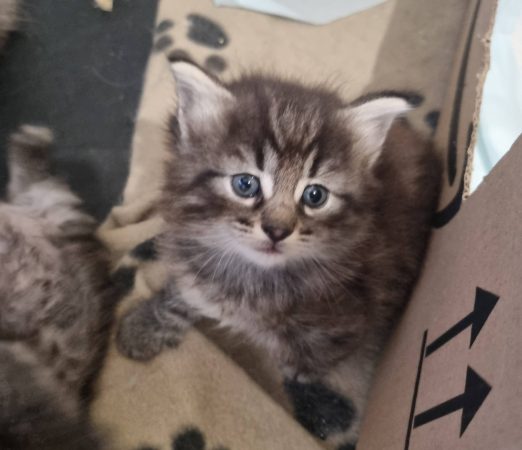 Image de la portée de chaton de l'élévage ELEVAGE DES FELINS D&rsquo;ODIN
