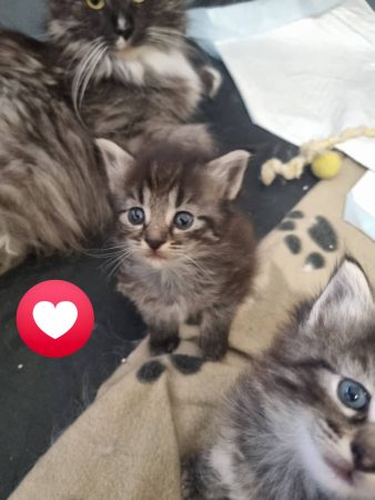 Image de la portée de chaton de l'élévage ELEVAGE DES FELINS D&rsquo;ODIN