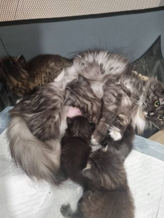 Image de la portée de chaton de l'élévage ELEVAGE DES FELINS D&rsquo;ODIN