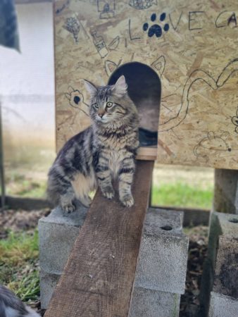 Image de la portée de chaton de l'élévage ELEVAGE DES FELINS D&rsquo;ODIN