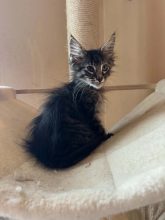 Chatons de race Chat des forêts norvégiennes à vendre chez l'éleveur CHATTERIE DE FIRE&rsquo;SKOGKATT