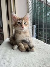 Chatons de race Chat des forêts norvégiennes à vendre chez l'éleveur CHATTERIE DE FIRE&rsquo;SKOGKATT