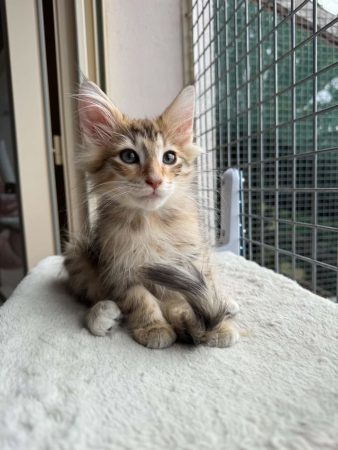 Image de la portée de chaton de l'élévage CHATTERIE DE FIRE&rsquo;SKOGKATT