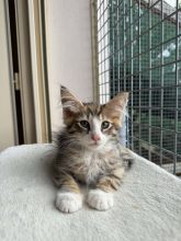 Chatons de race Chat des forêts norvégiennes à vendre chez l'éleveur CHATTERIE DE FIRE&rsquo;SKOGKATT