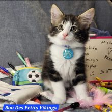 Chatons de race Chat des forêts norvégiennes à vendre chez l'éleveur Des Petits Vikings
