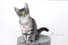 Chatons de race Chat des forêts norvégiennes à vendre chez l'éleveur CALADAN