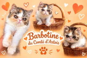 Chatons de race Exotic shorthair à vendre chez l'éleveur COMTE D ARTOIS