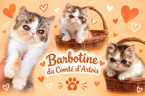 Image de la portée de chaton de l'élévage COMTE D ARTOIS