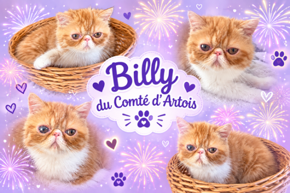 Image de la portée de chaton de l'élévage COMTE D ARTOIS