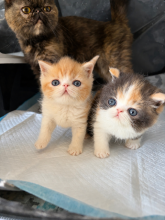 Chatons de race Exotic shorthair à vendre chez l'éleveur COMTE D ARTOIS