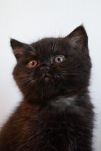 Chatons de race Highland Straight à vendre chez l'éleveur Du Chat de l&rsquo; Aiguille