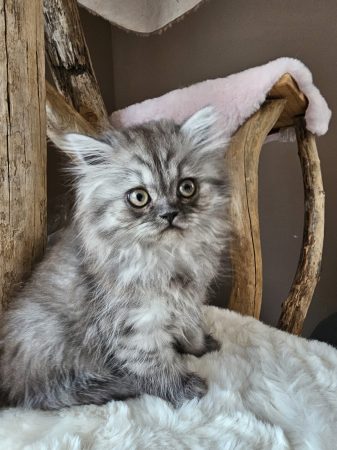Image de la portée de chaton de l'élévage CHATTERIE DE LA BAIE ETOILEE