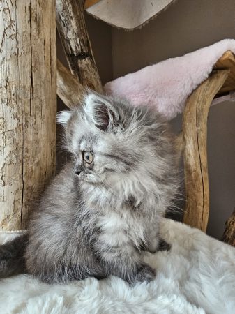 Image de la portée de chaton de l'élévage CHATTERIE DE LA BAIE ETOILEE
