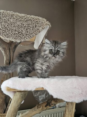 Image de la portée de chaton de l'élévage CHATTERIE DE LA BAIE ETOILEE