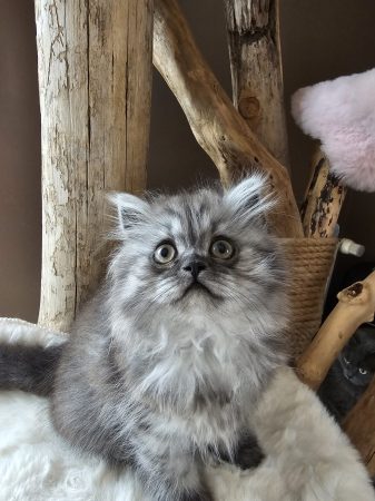 Image de la portée de chaton de l'élévage CHATTERIE DE LA BAIE ETOILEE