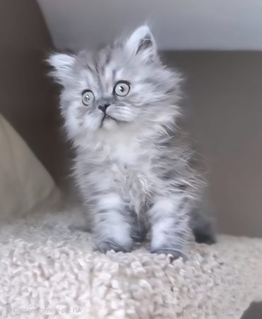 Image de la portée de chaton de l'élévage CHATTERIE DE LA BAIE ETOILEE