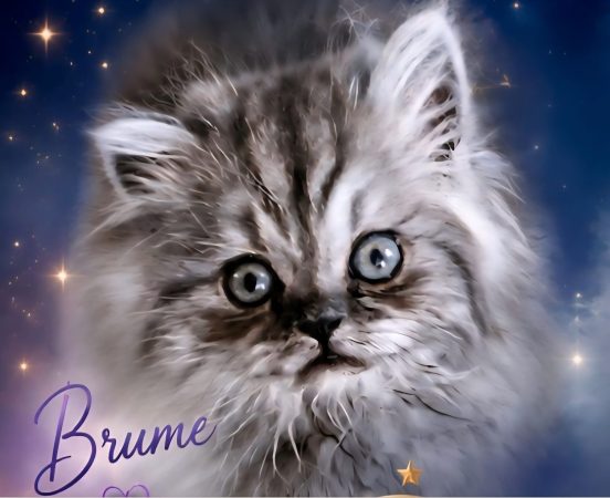 Image de la portée de chaton de l'élévage CHATTERIE DE LA BAIE ETOILEE