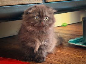 Chatons de race Highland Straight à vendre chez l'éleveur DES CHARMES DE SOMME