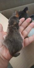 Chatons d'apparence Highland Straight à vendre chez l'éleveur Chatterie d&rsquo;Ysorian