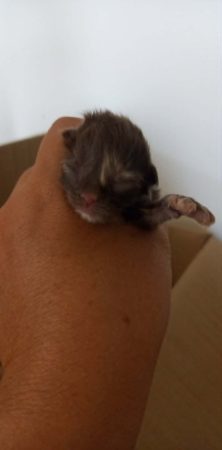 Image de la portée de chaton de l'élévage Chatterie d&rsquo;Ysorian