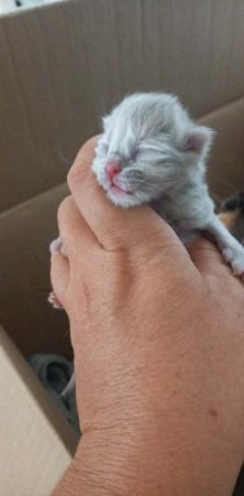 Image de la portée de chaton de l'élévage Chatterie d&rsquo;Ysorian