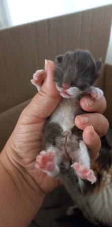 Image de la portée de chaton de l'élévage Chatterie d&rsquo;Ysorian