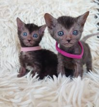 Chatons de race Lykoi à vendre chez l'éleveur LES SPHYNX DE SOPHIE