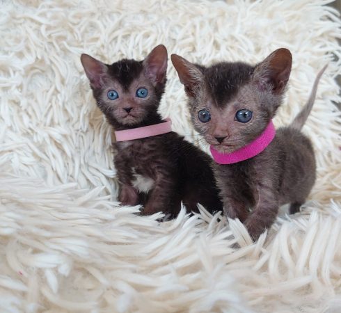 Image de la portée de chaton de l'élévage LES SPHYNX DE SOPHIE