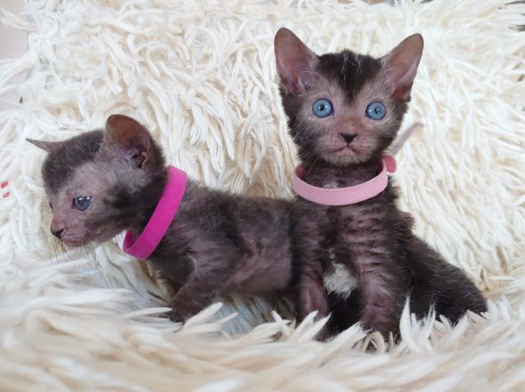 Image de la portée de chaton de l'élévage LES SPHYNX DE SOPHIE