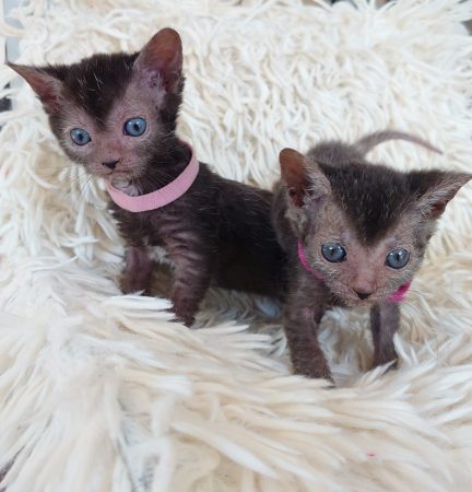 Image de la portée de chaton de l'élévage LES SPHYNX DE SOPHIE