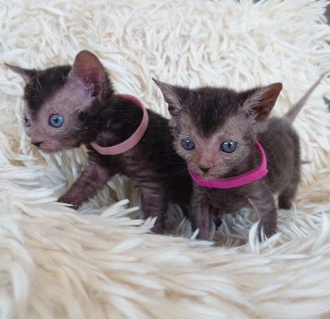 Image de la portée de chaton de l'élévage LES SPHYNX DE SOPHIE
