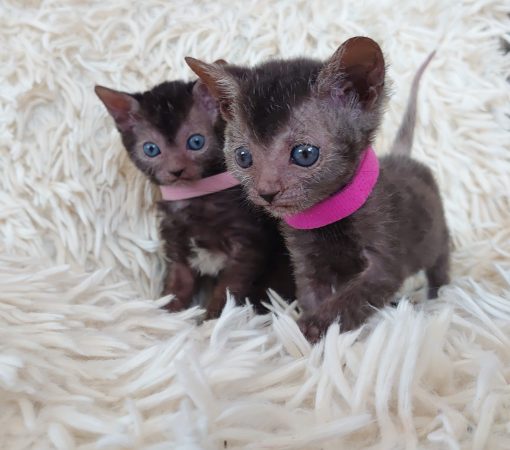 Image de la portée de chaton de l'élévage LES SPHYNX DE SOPHIE