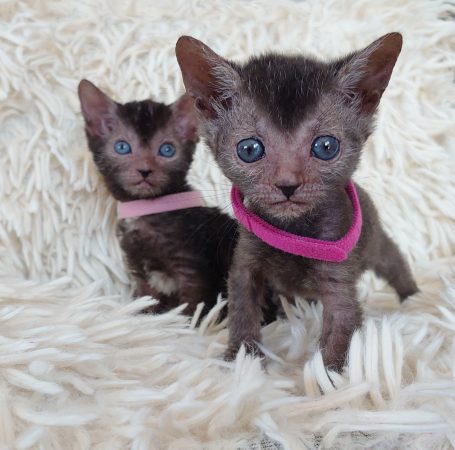 Image de la portée de chaton de l'élévage LES SPHYNX DE SOPHIE