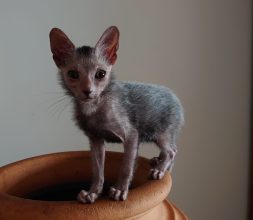 Chatons de race Lykoi à vendre chez l'éleveur LES SPHYNX DE SOPHIE