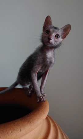 Image de la portée de chaton de l'élévage LES SPHYNX DE SOPHIE