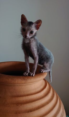 Image de la portée de chaton de l'élévage LES SPHYNX DE SOPHIE
