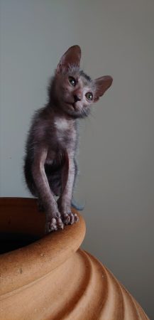 Image de la portée de chaton de l'élévage LES SPHYNX DE SOPHIE
