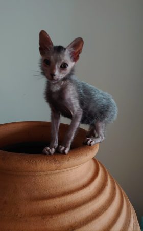 Image de la portée de chaton de l'élévage LES SPHYNX DE SOPHIE