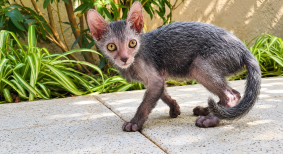 Chatons de race Lykoi à vendre chez l'éleveur LES SPHYNX DE SOPHIE