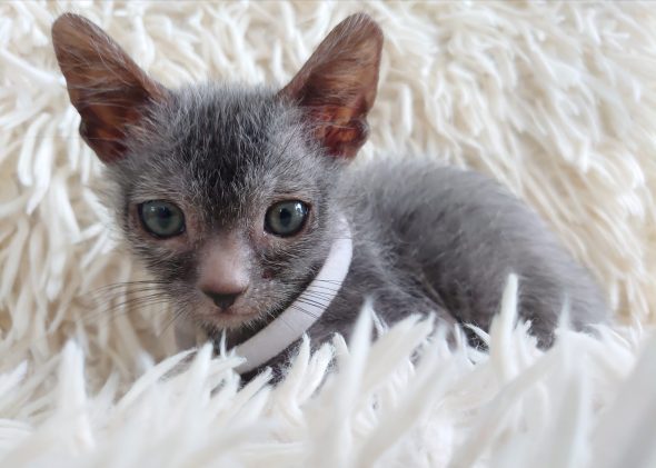 Image de la portée de chaton de l'élévage LES SPHYNX DE SOPHIE